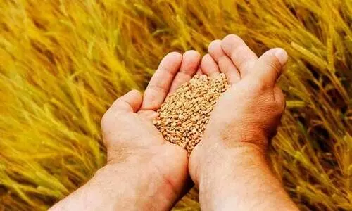 പിഴ ആയിരത്തിൽ നിന്ന് 3 ലക്ഷമാക്കി കേന്ദ്രത്തി​ന്റെ പുതിയ വിത്തുനിയമം; എല്ലാ വിത്തിനും രജിസ്ട്രേഷൻ നിർബന്ധം; 2004 ൽ രാജ്യസഭയിൽ അവതരിപ്പിച്ചിട്ടും നിയമമായില്ല