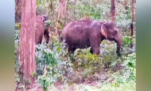 അമ്പതേക്കര്‍ പാതയില്‍ പകലും കാട്ടാനക്കൂട്ടം; ഭീതി വിട്ടൊഴിയാതെ നാട്ടുകാര്‍