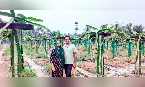 കായൽത്തീരത്ത്​ മനോഹര ഡ്രാഗൺ പഴത്തോട്ടമൊരുക്കി ദമ്പതികൾ