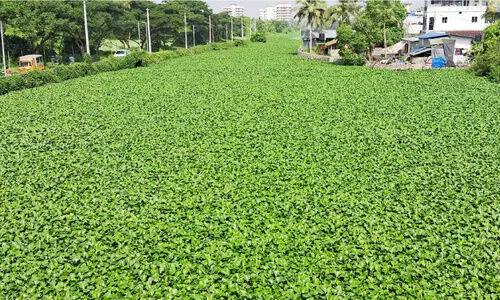 തോടുകൾ നിറഞ്ഞ് പായൽ; മത്സ്യത്തൊഴിലാളികൾ ദുരിതത്തിൽ