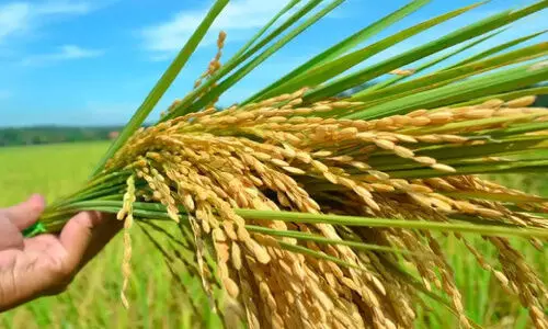 നെല്ല്​ സംഭരണം മന്ദഗതിയിൽ സംഭരിച്ചത്​ പകുതി മാത്രം