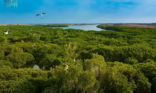 ജൈവ വൈവിധ്യത്തിന്റെ കലവറയായി ഫറസാൻ ദ്വീപ്