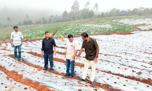 കാന്തല്ലൂരിലൊരുങ്ങുന്നു സ്ട്രോബറി വസന്തം