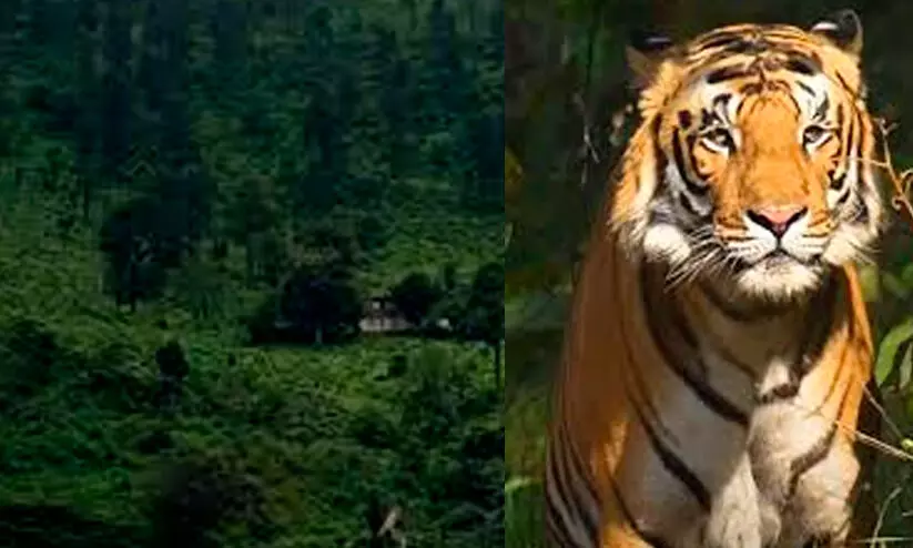 കടുവകളുടെ എണ്ണം എടുക്കാൻ ബോണക്കാട് ഉൾവനത്തിൽ പോയ മൂന്ന് വനം വകുപ്പ് ഉദ്യോഗസ്ഥരെ കാണാനില്ല