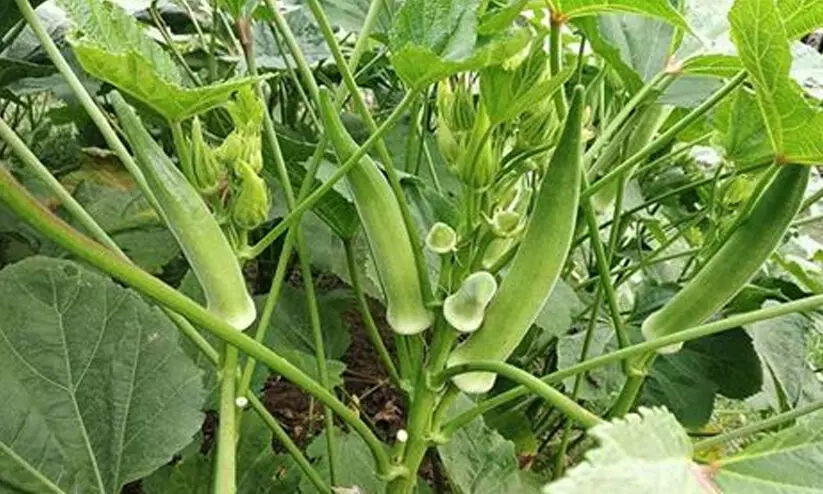 ഡിസംബറിൽ സിമ്പിളായി കൃഷി ചെയ്യാം ഈ പച്ചക്കറികൾ...