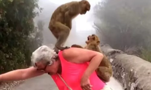 Wildlife, attacks, Life, Land mafia, tactics ,South Pampady, പാമ്പാടി, വന്യജീവി ആക്രമണം, ഭൂമാഫിയ