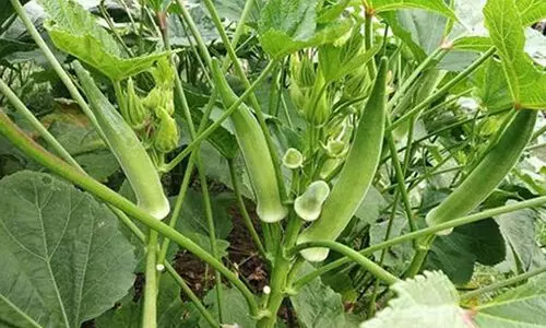 ഡിസംബറിൽ സിമ്പിളായി കൃഷി ചെയ്യാം ഈ പച്ചക്കറികൾ...