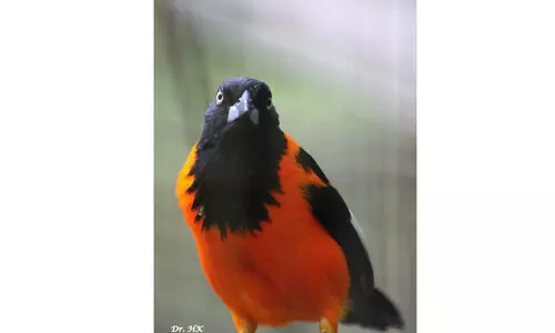 ട്രൂപിയാൽ, അഥവാ വെനസ്വേലൻ നാടോടിക്കഥയിലെ മഴപ്പക്ഷി