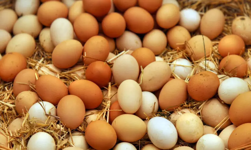 കോഴിമുട്ട ക്ഷാമം; വിപണി നിരീക്ഷണം ശക്തം