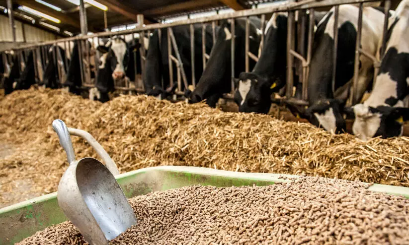 കാലഹരണപ്പെട്ട 105 ചാക്ക് കാലിത്തീറ്റ പിടികൂടി