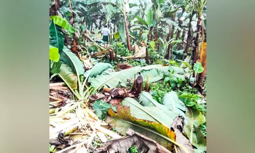 ആൾകല്ലിൽ വാഴത്തോട്ടങ്ങൾ ചവിട്ടിമെതിച്ച് കാട്ടാനക്കൂട്ടം