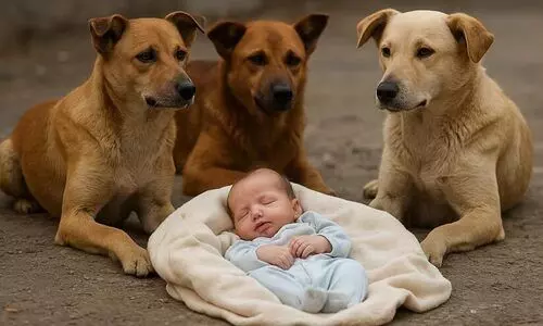 അവർ വില്ലന്മാരല്ല, ഹീറോകളായിരുന്നു; രാത്രിയുടെ തണുപ്പിൽ ഉപേക്ഷിച്ച ചോരപൈതലിന് കാവലായി തെരുവ് നായ്കൾ