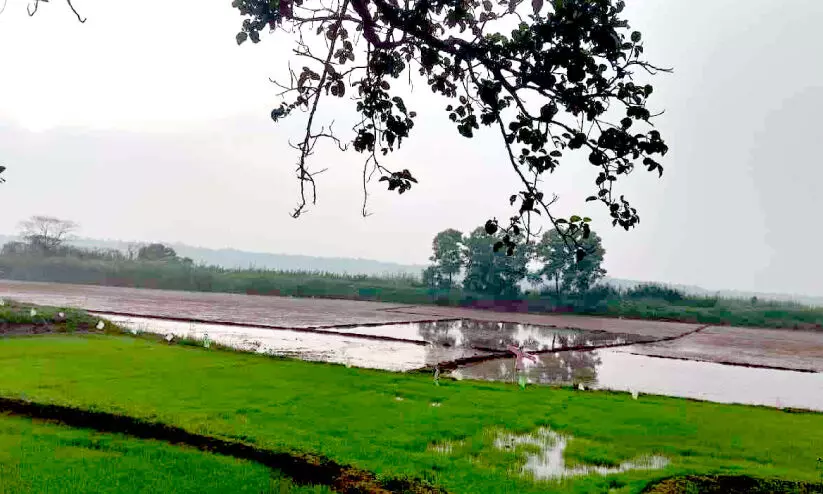 കോൾപാടങ്ങളിൽ കൃഷി ഒരുക്കങ്ങൾ തകൃതി