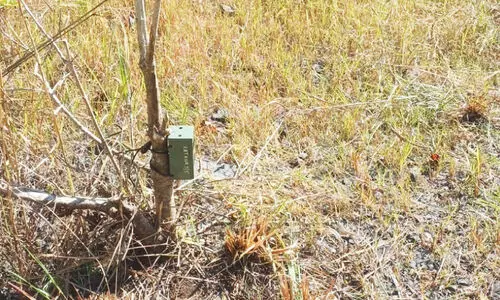 കടുവയെ കണ്ടെത്താൻ സ്ഥാപിച്ച കാമറകൾ മോഷ്ടിച്ചു