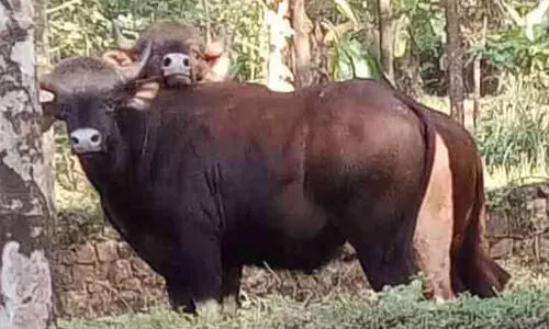 ആനക്കുപിന്നാലെ കാട്ടുപോത്തും; പരിഭ്രാന്തരായി നാട്ടുകാർ