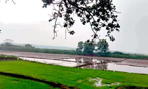 കോൾപാടങ്ങളിൽ കൃഷി ഒരുക്കങ്ങൾ തകൃതി