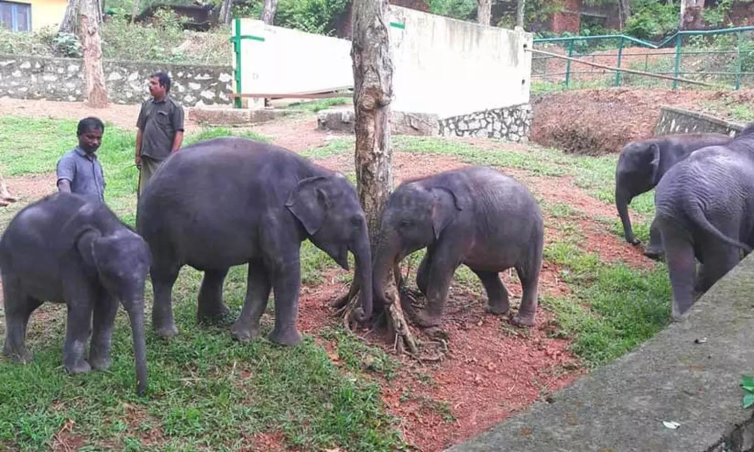 കോട്ടൂരിലെ കുട്ടിക്കുറുമ്പന്മാർ...