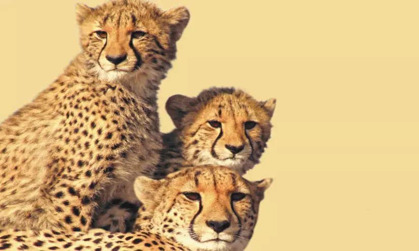 Cheetah Conservation,Wildlife Touris,Biodiversity,Sustainable Tourism,Ecotourism Development, ചീറ്റപ്പുലി, ചീറ്റ ടൂറിസം, Cheetah Conservation,Wildlife Touris,Biodiversity,Sustainable Tourism,Ecotourism Development, ചീറ്റപ്പുലി, ചീറ്റ ടൂറിസം,