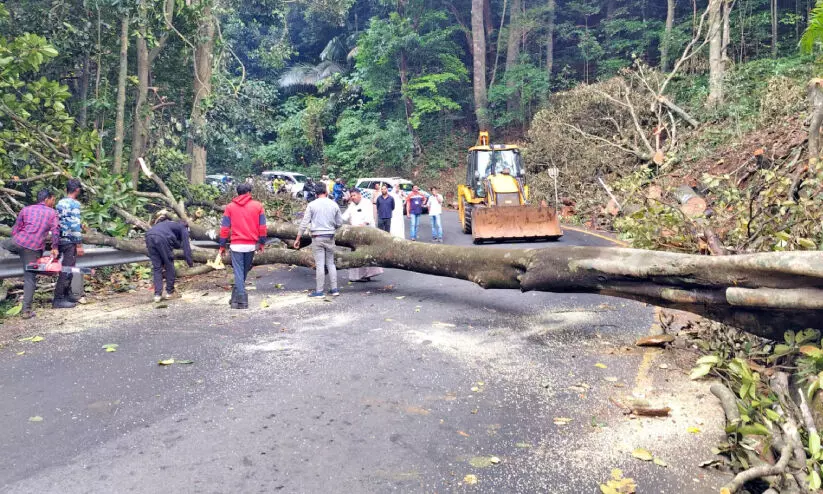 മരം മുറിയും വാഹനം കേടുവരലും ചുരത്തിൽ കുരുക്കോട് കുരുക്ക്