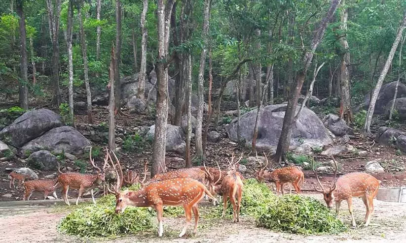 മാൻ പാർക്ക്