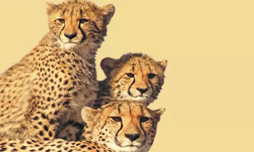 Cheetah Conservation,Wildlife Touris,Biodiversity,Sustainable Tourism,Ecotourism Development, ചീറ്റപ്പുലി, ചീറ്റ ടൂറിസം,
