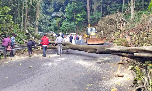മരം മുറിയും വാഹനം കേടുവരലും ചുരത്തിൽ കുരുക്കോട് കുരുക്ക്