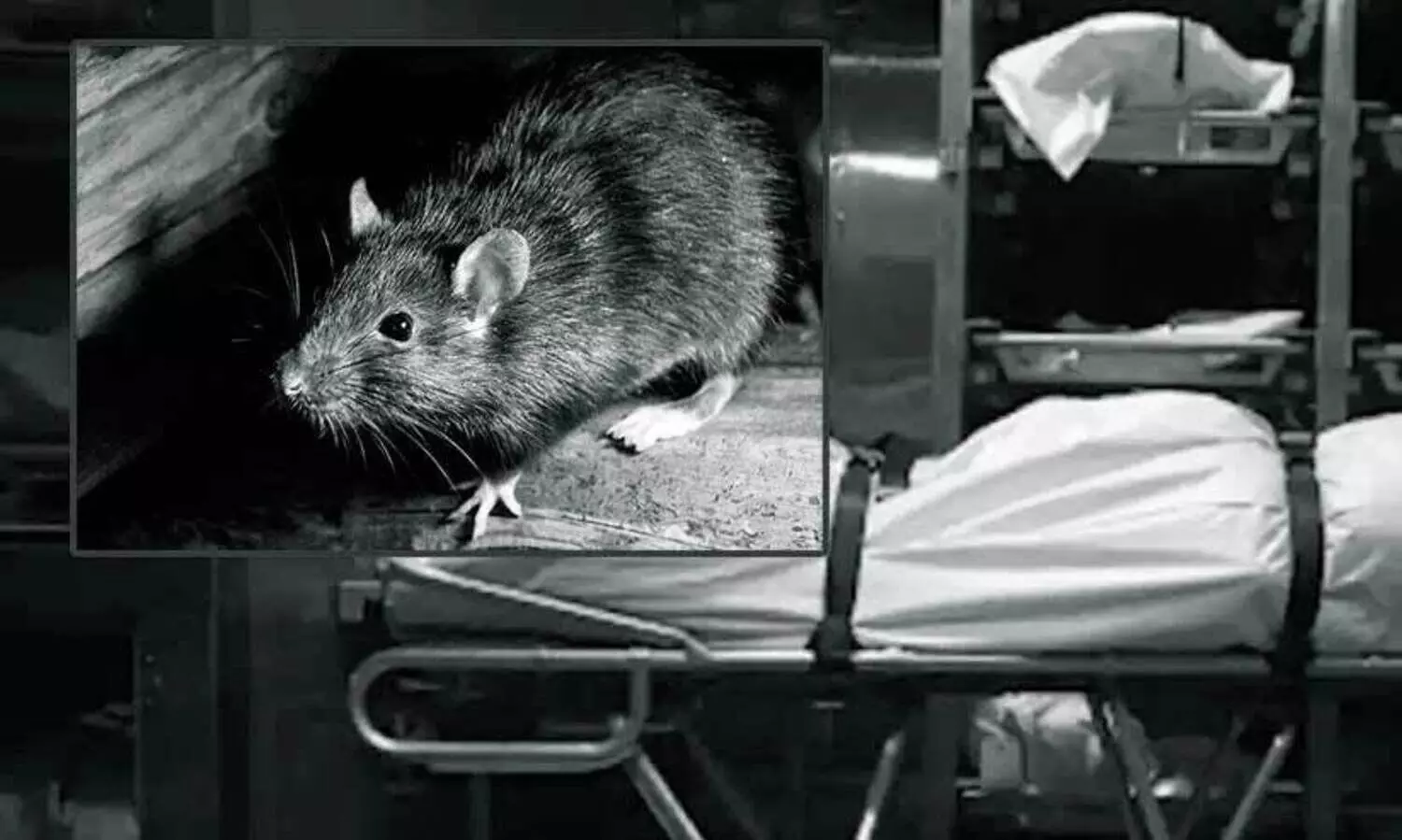 മോർച്ചറിയിൽ സൂക്ഷിച്ച മൃതദേഹം എലികൾ കടിച്ചു കീറി; ആശുപത്രിക്കു മുന്നിൽ പ്രതിഷേധവുമായി ബന്ധുക്കൾ; വിഡിയോ