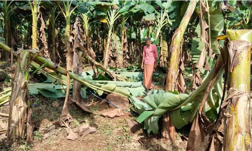 ചുഴലി, മഴ; വിളമനയിലും തില്ലങ്കേരി കാഞ്ഞിരാടും കൃഷിനാശം