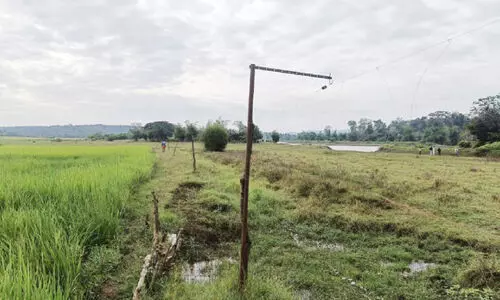 ആനശല്യം; കൊളവള്ളിയിലെ നെൽക്കർഷകർക്ക് കഷ്ടകാലം
