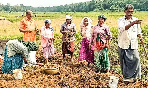 കാട്ടുപന്നി ശല്യം രൂക്ഷം; നെല്ല് ഒഴിവാക്കി കൂർക്ക കൃഷിയിലേക്ക് തിരിഞ്ഞ് കർഷകർ കാട്ടുപന്നി ശല്യം രൂക്ഷം; നെല്ല് ഒഴിവാക്കി കൂർക്ക കൃഷിയിലേക്ക് തിരിഞ്ഞ് കർഷകർ