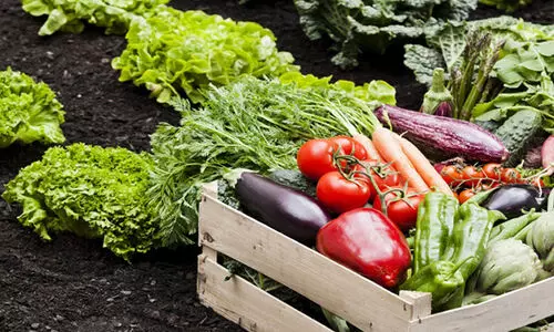 ഒരു രൂപ ചെലവില്ലാതെ തയാറാക്കാം ഈ വളക്കൂട്ട്; അടുക്കളത്തോട്ടത്തിൽ തളിച്ചാൽ വൻ വിളവ് ഉറപ്പ്... ഒരു രൂപ ചെലവില്ലാതെ തയാറാക്കാം ഈ വളക്കൂട്ട്; അടുക്കളത്തോട്ടത്തിൽ തളിച്ചാൽ വൻ വിളവ് ഉറപ്പ്...