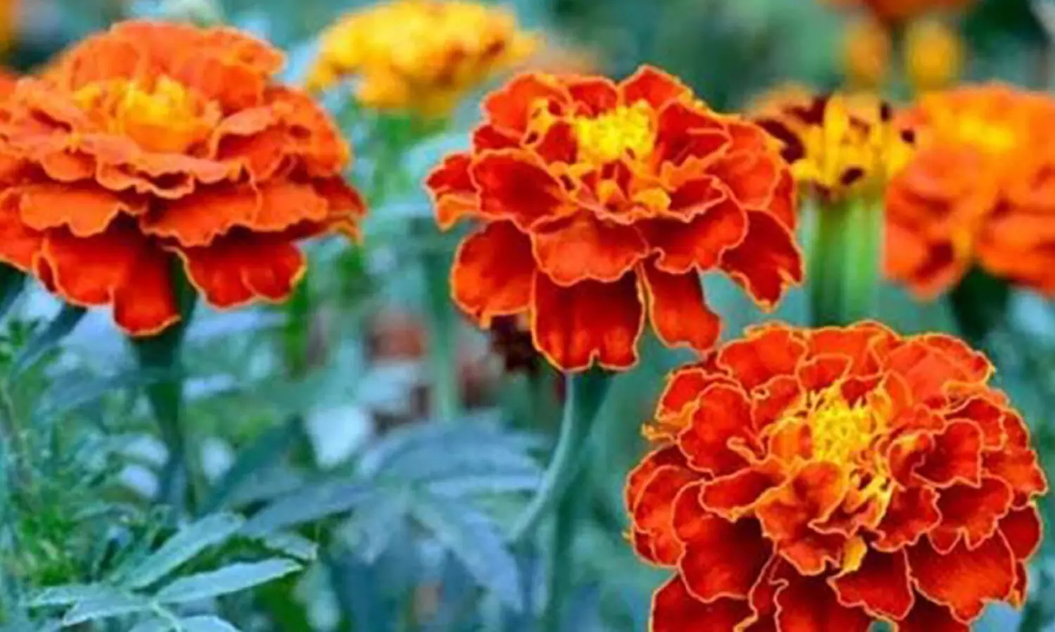 ഡി​സം​ബ​റി​ൽ വ​ള​ർ​ത്താ​ൻ പ​റ്റി​യ ചെ​ടി​ക​ൾ