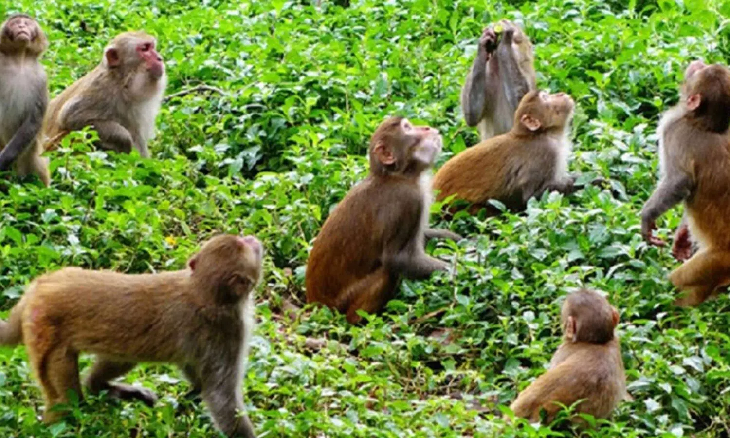 ചിങ്ങംകുഴിയിൽ കുരങ്ങുകളുടെ   വിളയാട്ടം...