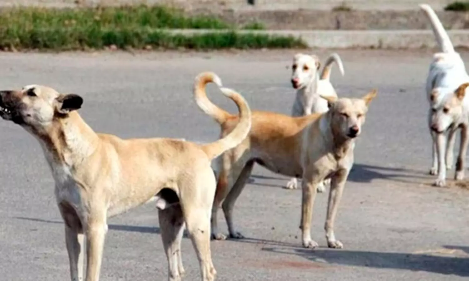 തെരുവ് നായ് ഭീഷണി: ഇനി മടിച്ച് നിൽക്കരുത്