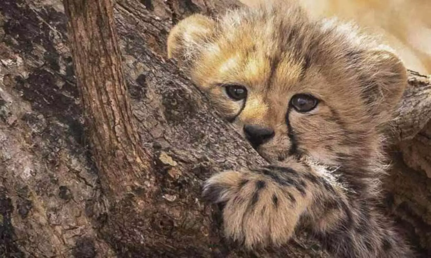 കുനോ ദേശീയോദ്യാനത്തിൽ ചീറ്റപ്പുലിയുടെ കുഞ്ഞിനെ ചത്തനിലയിൽ കണ്ടെത്തി