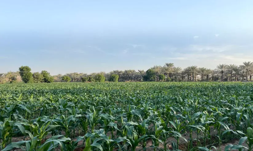 ‘തരിശ് ഭൂമി’യിലെ ഭക്ഷ്യ സുരക്ഷാ ‘പാഠങ്ങള്’ ‘തരിശ് ഭൂമി’യിലെ ഭക്ഷ്യ സുരക്ഷാ ‘പാഠങ്ങള്’