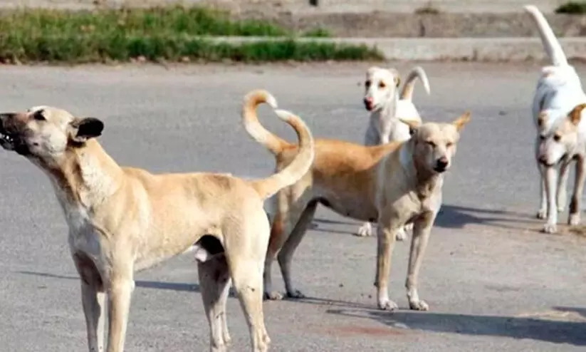 തെരുവ് നായ് ഭീഷണി: ഇനി മടിച്ച് നിൽക്കരുത് തെരുവ് നായ് ഭീഷണി: ഇനി മടിച്ച് നിൽക്കരുത്