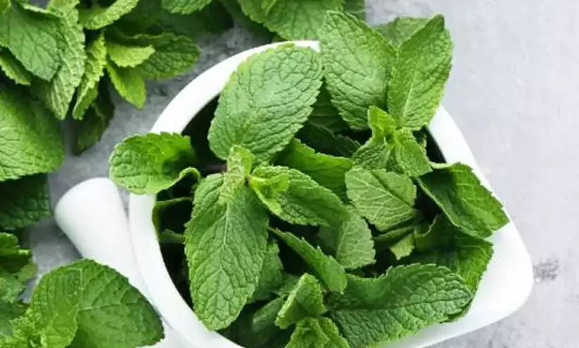 വീട്ടിൽ പുതിന വളർന്ന് പടരും, ഇങ്ങനെ മണ്ണൊരുക്കിയാൽ... വീട്ടിൽ പുതിന വളർന്ന് പടരും, ഇങ്ങനെ മണ്ണൊരുക്കിയാൽ...