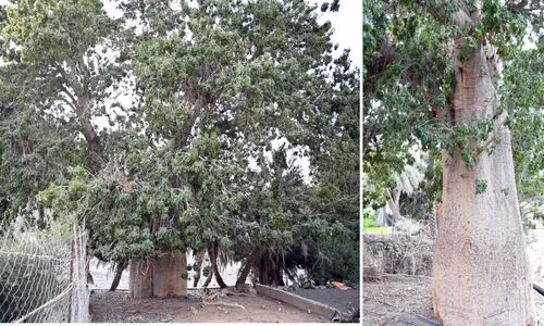 സ​ന്ദ​ർ​ശ​ക​ർ​ക്ക് കൗ​തു​ക​മാ​യി വ​ട​ക്ക​ൻ ബാ​ത്തി​ന​യി​ൽ ‘ജീ​വ​ന്റെ വൃ​ക്ഷം’