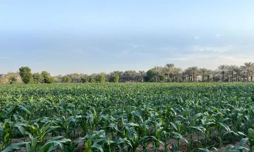 ‘തരിശ് ഭൂമി’യിലെ ഭക്ഷ്യ സുരക്ഷാ ‘പാഠങ്ങള്’ ‘തരിശ് ഭൂമി’യിലെ ഭക്ഷ്യ സുരക്ഷാ ‘പാഠങ്ങള്’