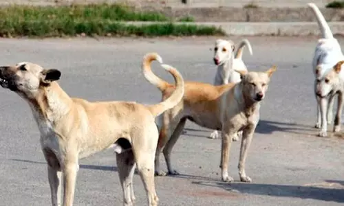 തെരുവ് നായ് ഭീഷണി: ഇനി മടിച്ച് നിൽക്കരുത്