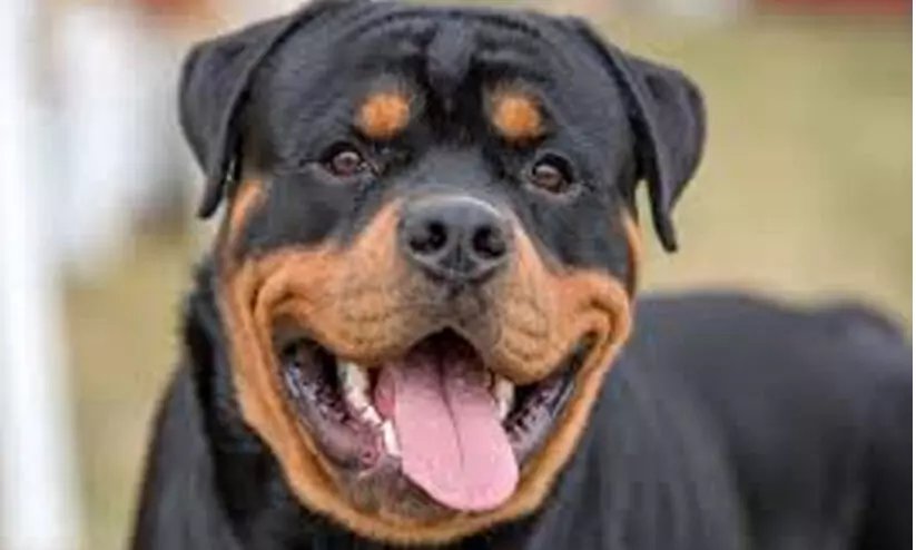 സ്ത്രീയെ കൊന്ന റോട്ട്‌വൈലർ നായയുടെ ഉടമ അറസ്റ്റിൽ