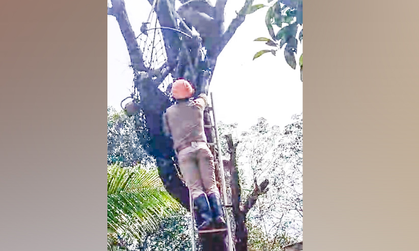 രക് തസമ്മർദം താഴ്ന്നു; മരത്തിന് മുകളിൽ കുടുങ്ങിയ തൊഴിലാളിയെ താഴെയിറക്കി ...