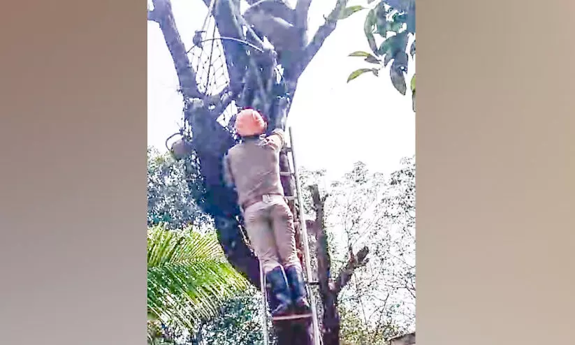 രക്തസമ്മർദം താഴ്ന്നു; മരത്തിന് മുകളിൽ കുടുങ്ങിയ തൊഴിലാളിയെ താഴെയിറക്കി രക്തസമ്മർദം താഴ്ന്നു; മരത്തിന് മുകളിൽ കുടുങ്ങിയ തൊഴിലാളിയെ താഴെയിറക്കി