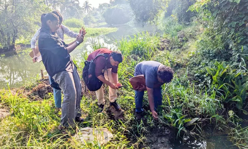 മീനച്ചിലാറിന്റെ തുടക്കത്തിൽ നീർനായകൾ കുറവ്​; പടിഞ്ഞാറ്​​​ കൂടുന്നു