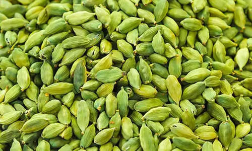 ഏലം ഇഷ്ടംപോലെ; ആവശ്യക്കാർക്കും കുറവില്ല