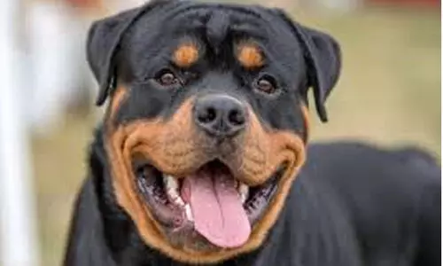 സ്ത്രീയെ കൊന്ന റോട്ട്‌വൈലർ നായയുടെ ഉടമ അറസ്റ്റിൽ