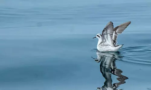 Seabird survey,Pambarakada,found ,Thrissur, inland sea, കടൽപക്ഷി സർവേ, തൃശൂർ, വനം വകുപ്പ് Seabird survey,Pambarakada,found ,Thrissur, inland sea, കടൽപക്ഷി സർവേ, തൃശൂർ, വനം വകുപ്പ്