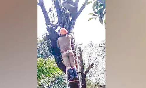 രക്തസമ്മർദം താഴ്ന്നു; മരത്തിന് മുകളിൽ കുടുങ്ങിയ തൊഴിലാളിയെ താഴെയിറക്കി രക്തസമ്മർദം താഴ്ന്നു; മരത്തിന് മുകളിൽ കുടുങ്ങിയ തൊഴിലാളിയെ താഴെയിറക്കി