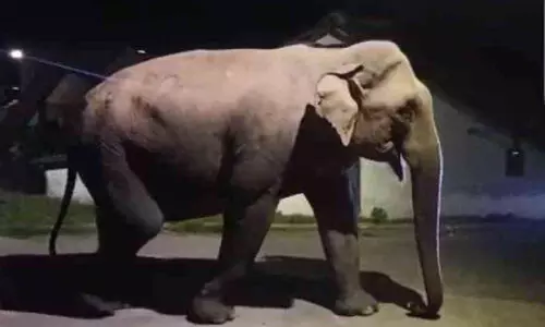 ഒഴിയാതെ കാട്ടാനഭീതി